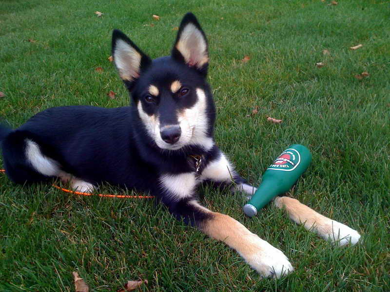 Husky Shepherd Mix Puppies For Sale