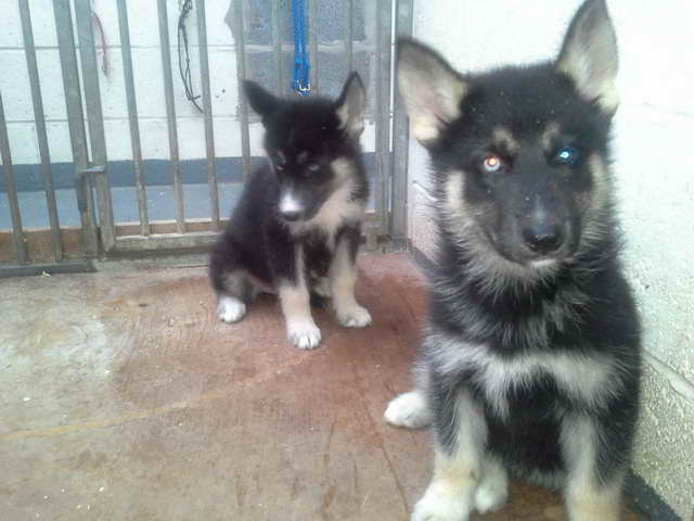 Husky Shepherd Puppies For Sale