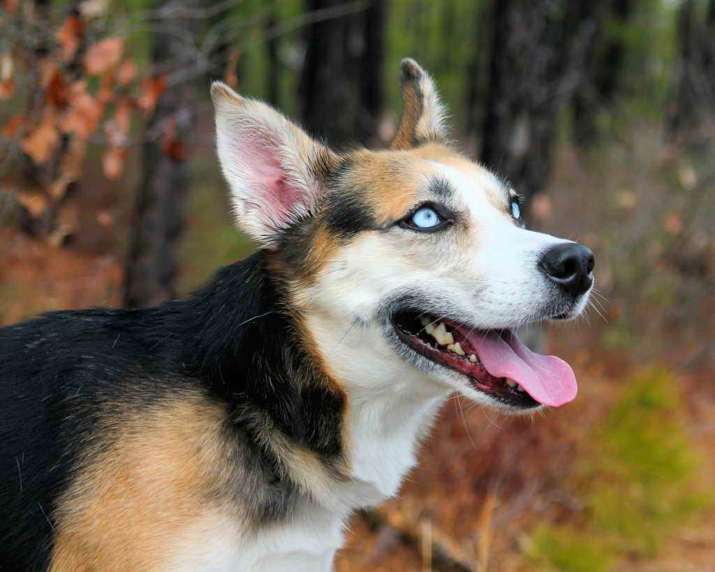 Husky Shepherd