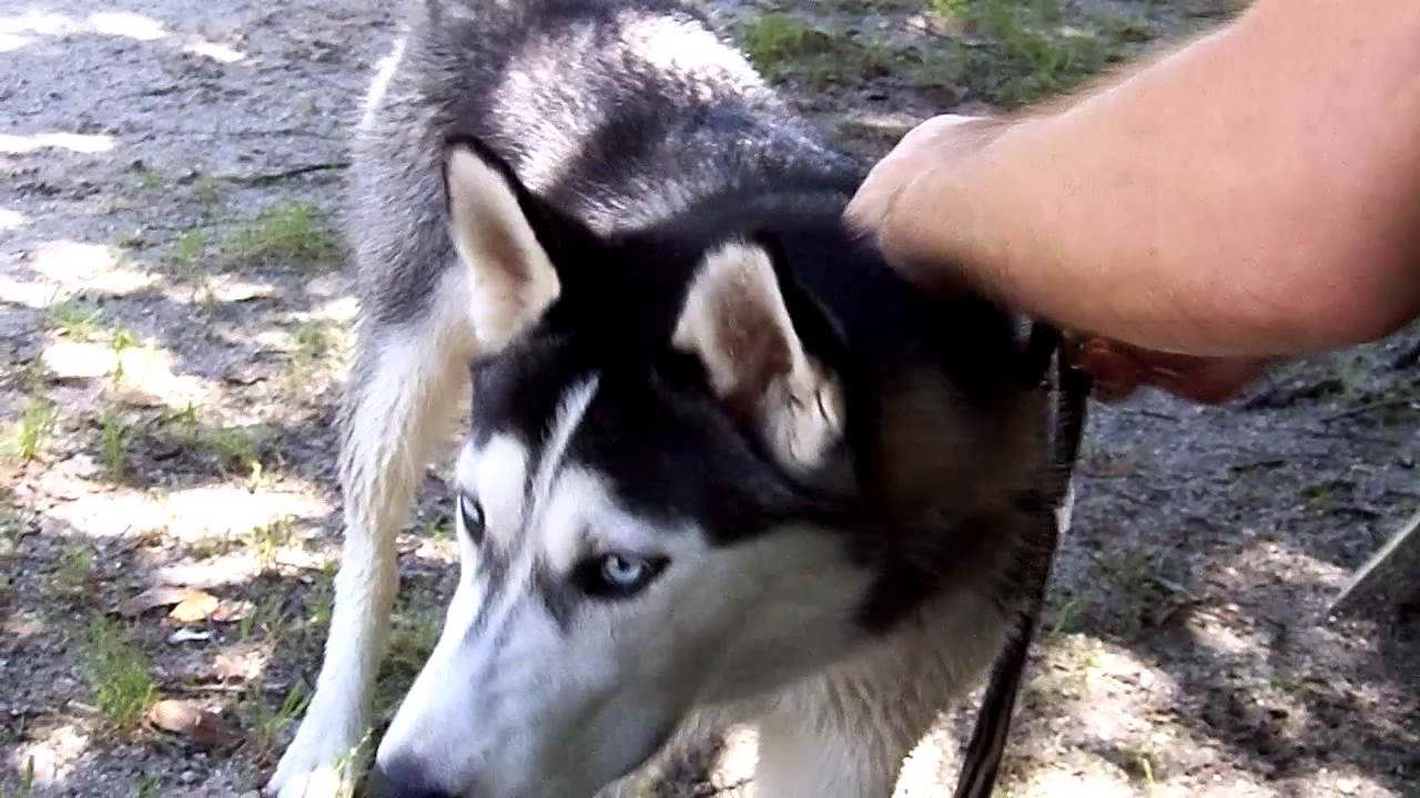 Husky Shock Collar