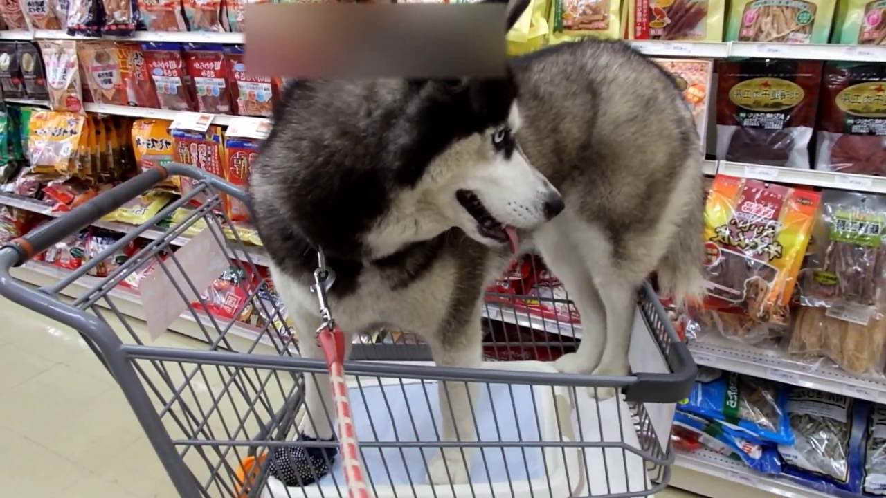 Husky Shopping