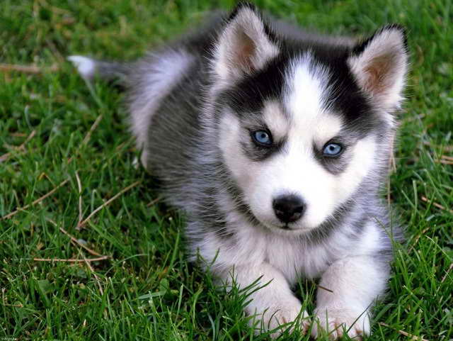 Husky Siberiano Cachorros