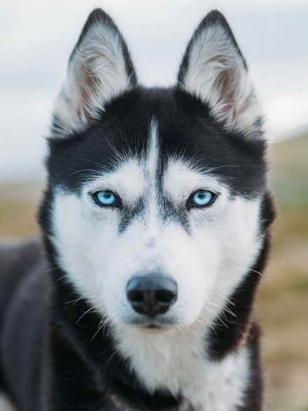 Husky Siberiano