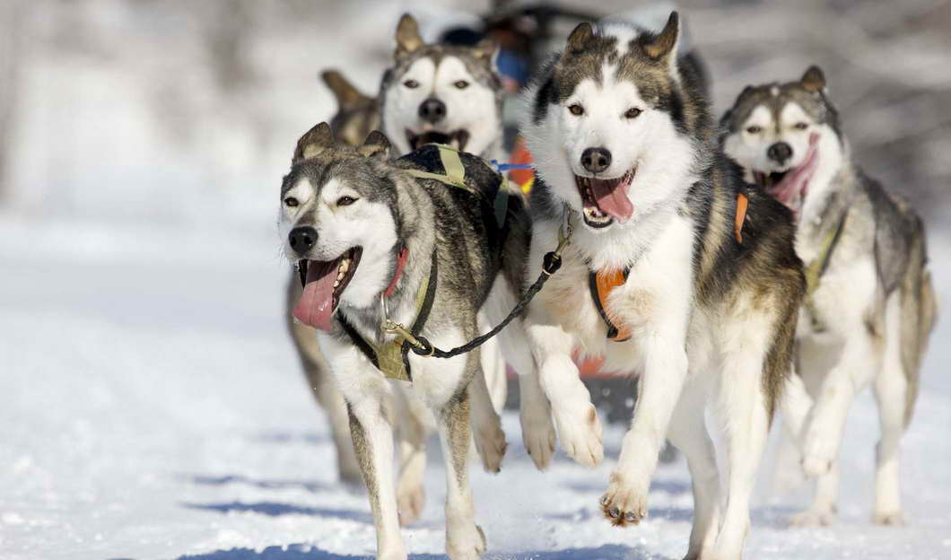 Husky Sled Dogs