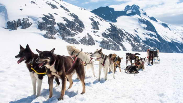 Husky Sledding