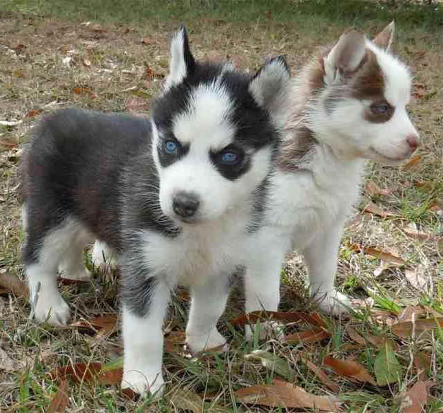 Husky Small