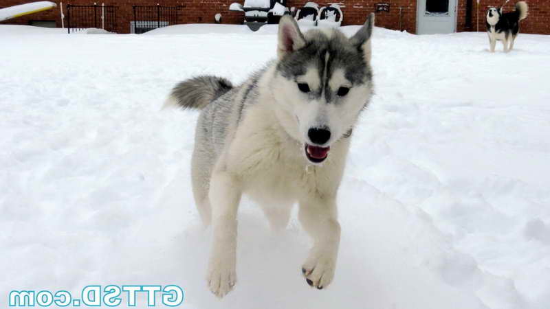 Husky Snow Dog