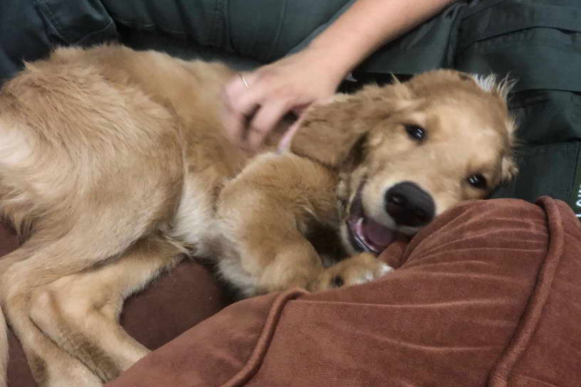 Golden Retriever San Francisco