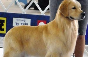 Golden Retriever Seattle