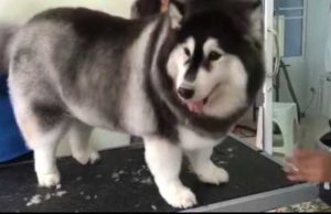 Husky Corgi Mix For Adoption