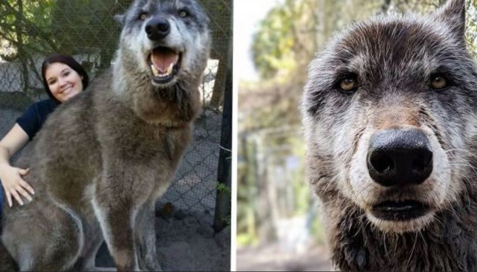 Husky German Shepherd Wolf Mix