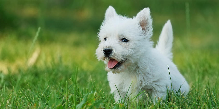 How Much Are West Highland White Terrier