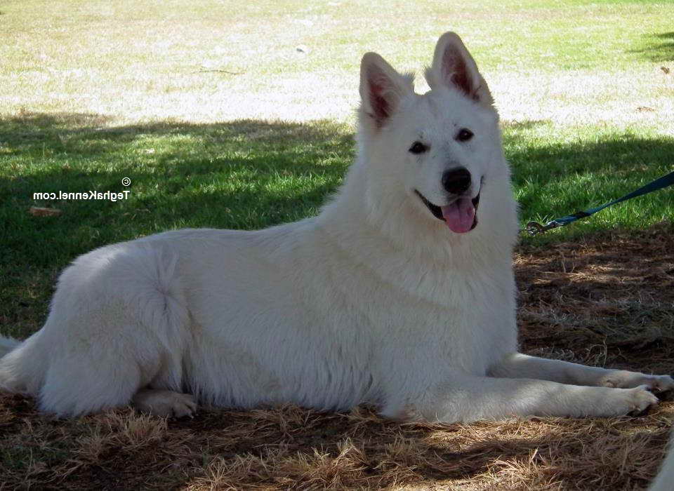 How Much Are White German Shepherd