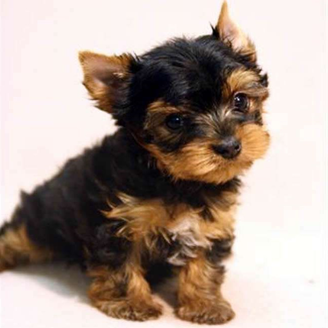 How Much Are Yorkie Terrier Puppies