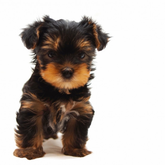 How Much Are Yorkshire Terrier Puppies