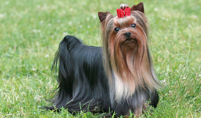 How Much Are Yorkshire Terrier