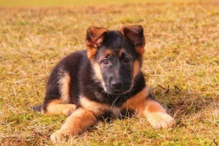How Much Does A Baby German Shepherd Cost