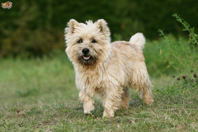 How Much Does A Cairn Terrier Cost