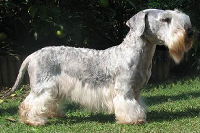 How Much Does A Cesky Terrier Cost