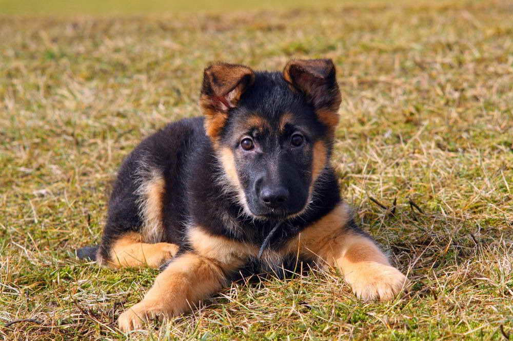 How Much Does A German Shepherd Dog Cost