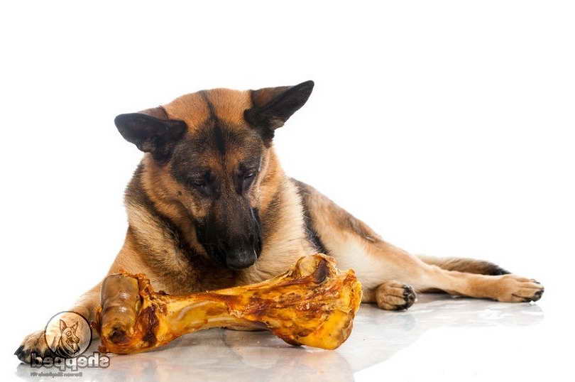 How Much Does A German Shepherd Eat