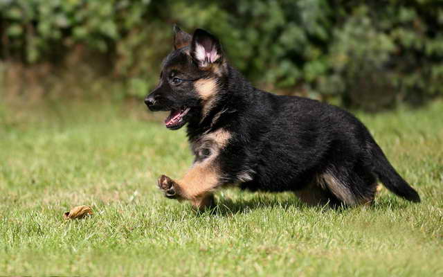 How Much Does A Puppy German Shepherd Cost