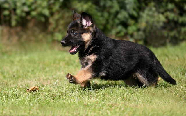 How Much Does A Purebred German Shepherd Cost