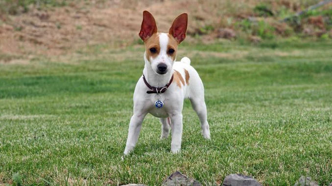 How Much Does A Rat Terrier Cost