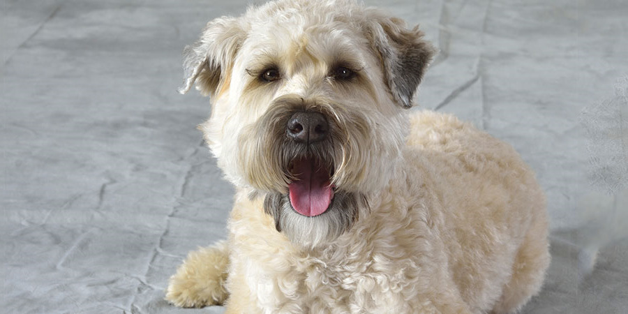 How Much Does A Soft Coated Wheaten Terrier Cost