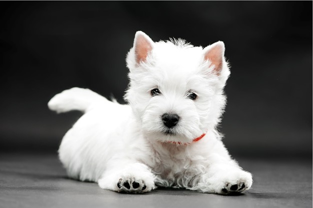 How Much Does A West Highland Terrier Cost