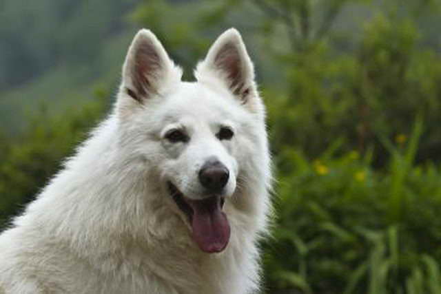 How Much Does A White German Shepherd Cost