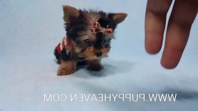 How Much Does A Yorkie Terrier Cost
