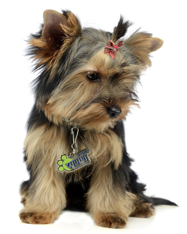 How Much Does A Yorkshire Terrier Cost