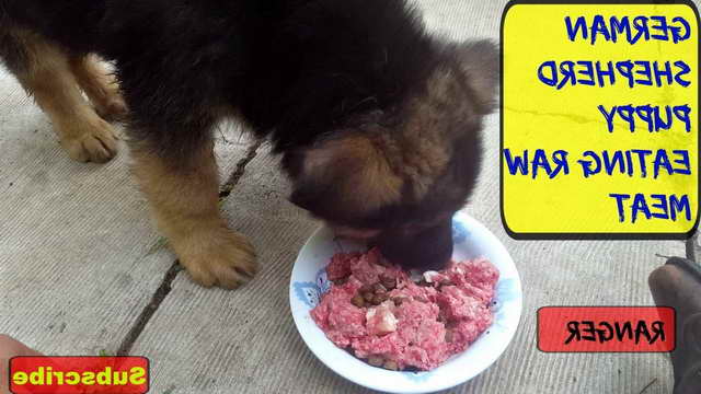 How Much Food For German Shepherd Puppy