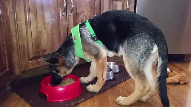 How Much Food Should A German Shepherd Eat