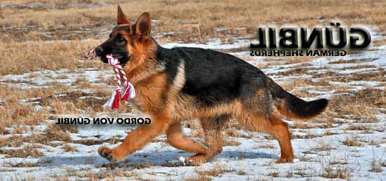 How Much Food To Feed German Shepherd Puppy