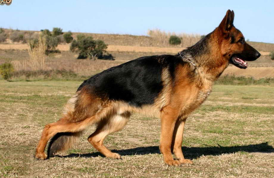 How Much German Shepherd Cost