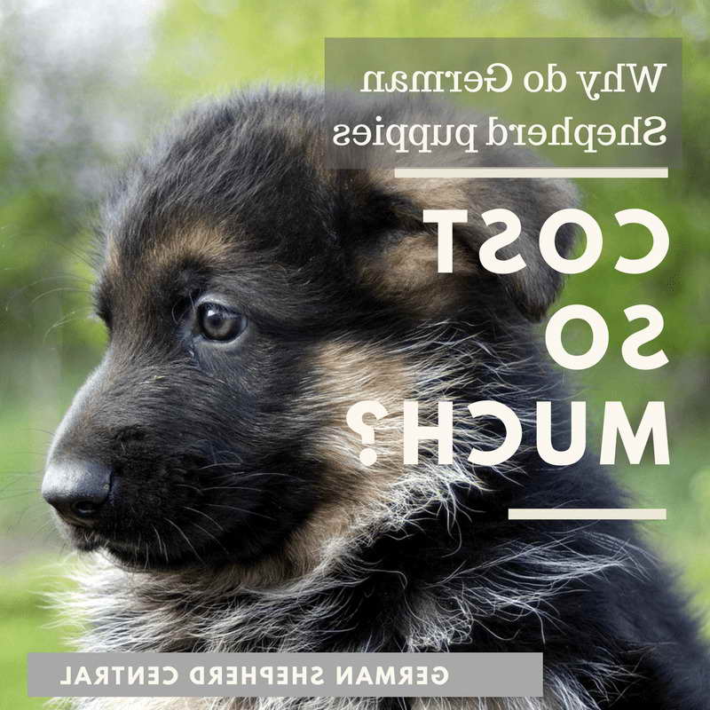 How Much German Shepherd Puppies Cost