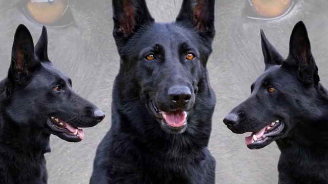 How Much Is A Black German Shepherd