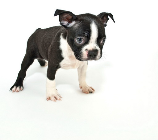 How Much Is A Boston Terrier Puppy