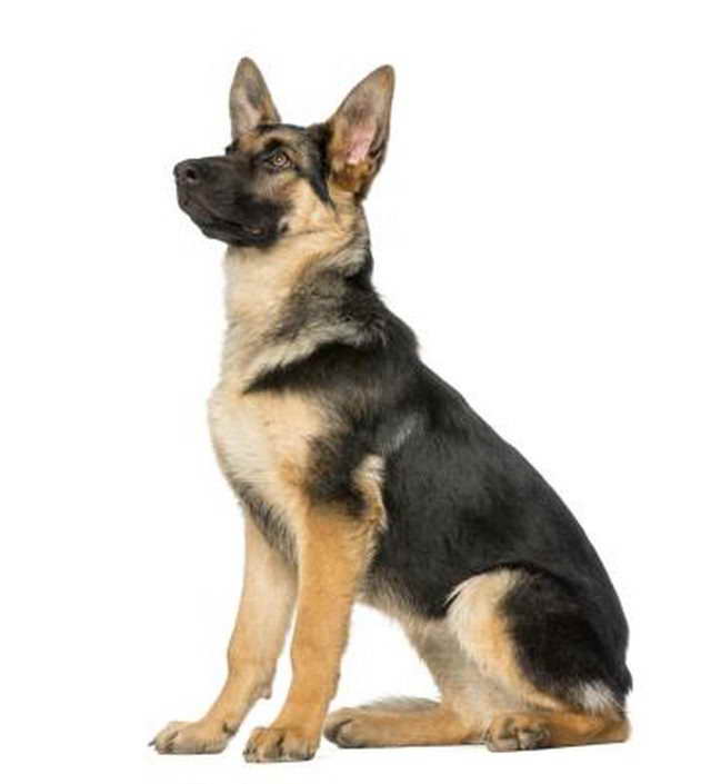 How Much Is A Full Breed German Shepherd