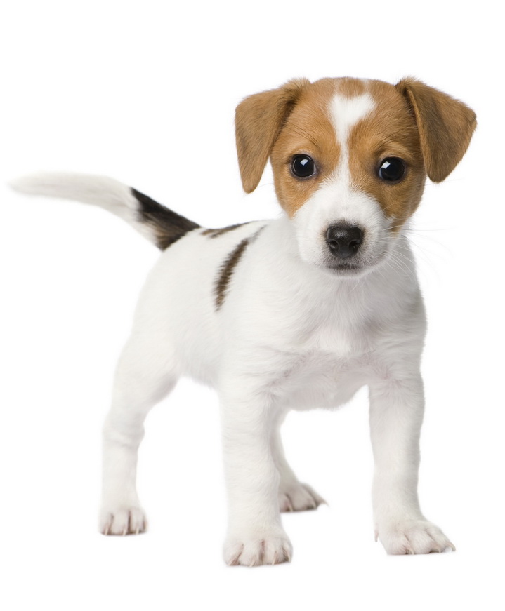 How Much Is A Jack Russell Terrier Puppy
