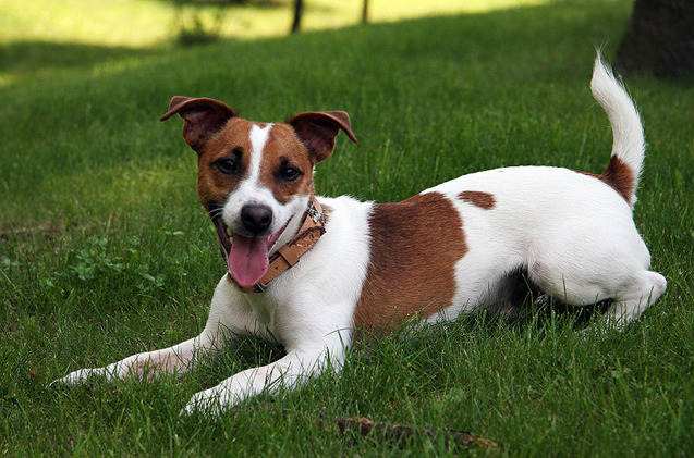 How Much Is A Jack Russell Terrier