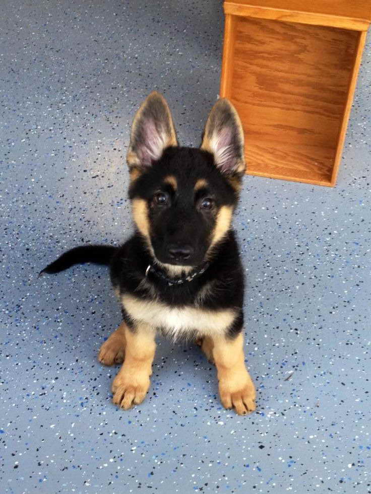 How Much Is A Purebred German Shepherd Puppy