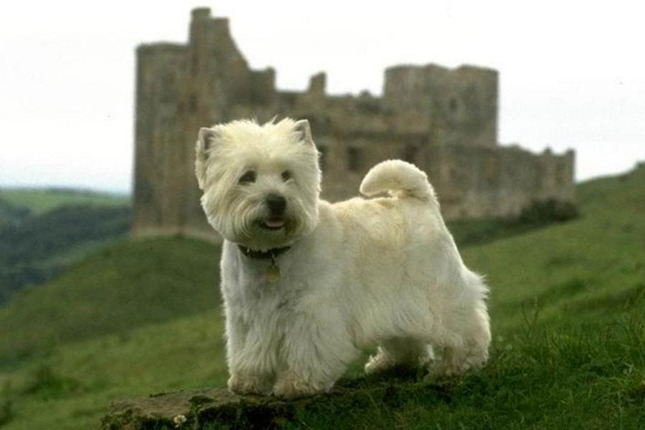 How Much Is A West Highland Terrier