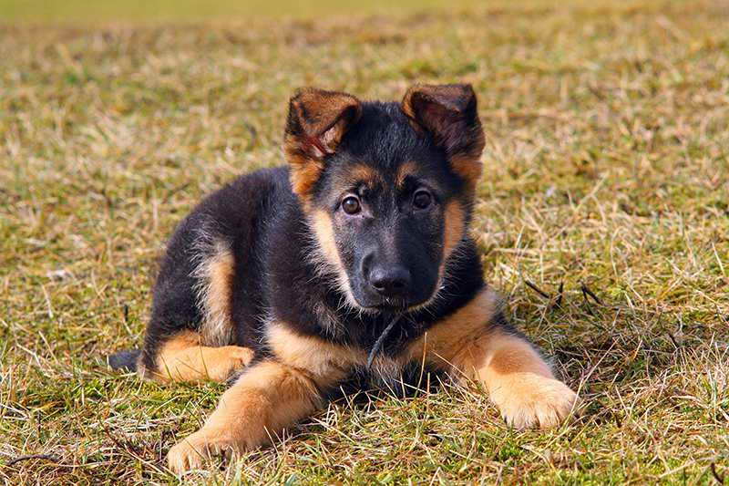 How Much Money Is A German Shepherd Puppy | PETSIDI