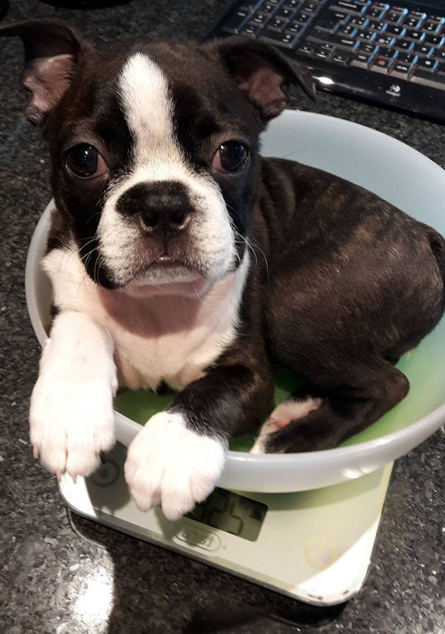How Much Should A Boston Terrier Weigh