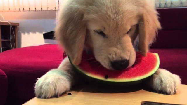 How Much Should A Golden Retriever Puppy Eat