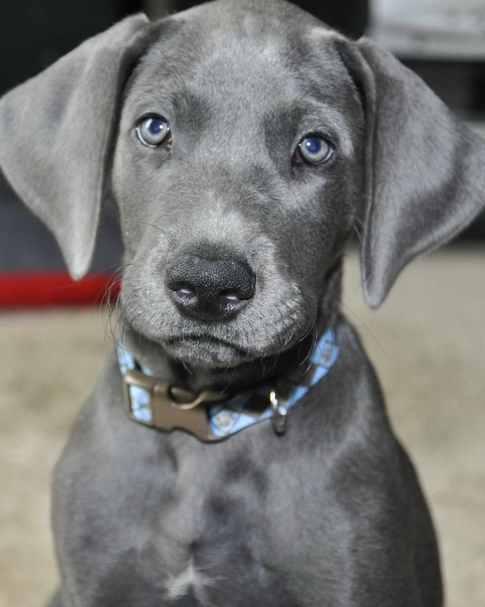 How Much Should A Great Dane Puppy Eat