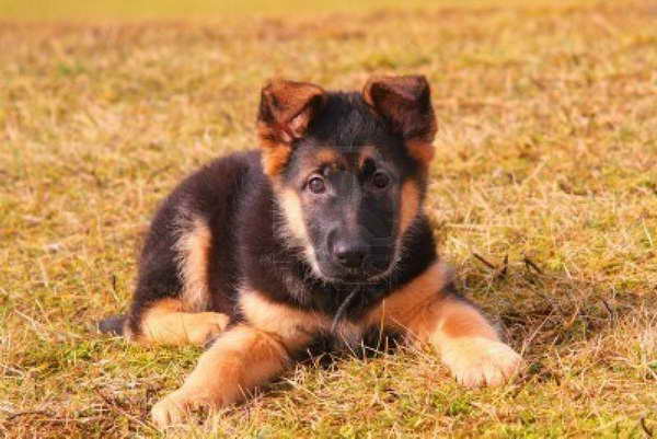 How Much Would A German Shepherd Puppy Cost
